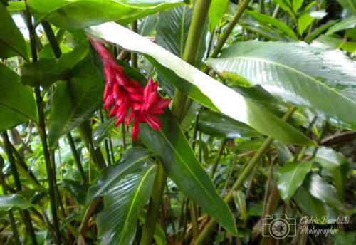 Cuba2015  0159 web