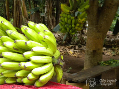 Cuba2015  0181 web