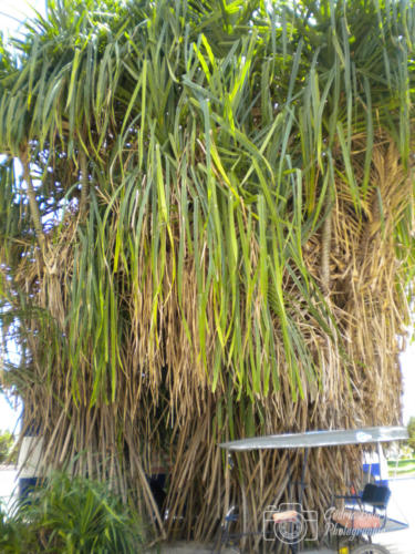 Cuba2015  0227 web