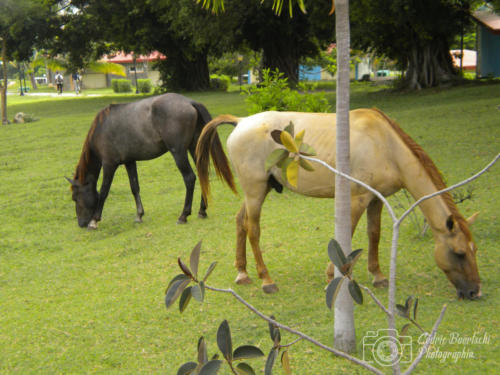 Cuba2015  0272 web