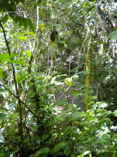 Cuba2015  0306 web