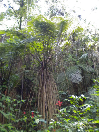 Cuba2015  0322 web