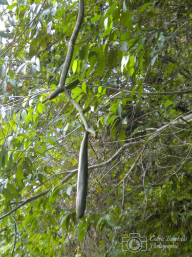 Cuba2015  0333 web