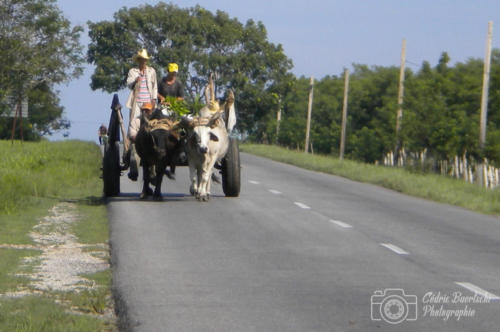 Cuba2015  0436 web