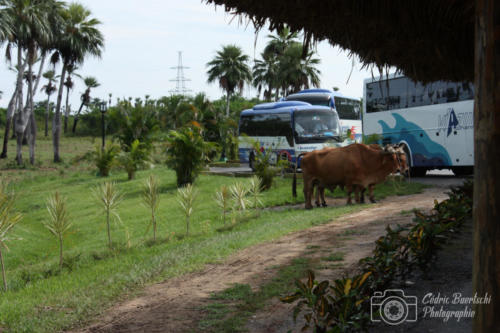 Cuba2015  0705 web