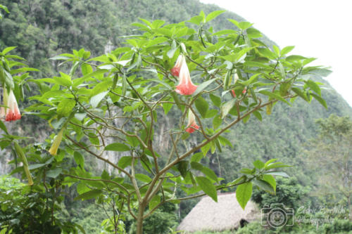 Cuba2015  0788 web