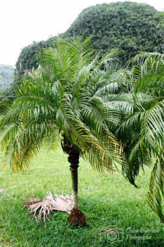 Cuba2015  0813 web
