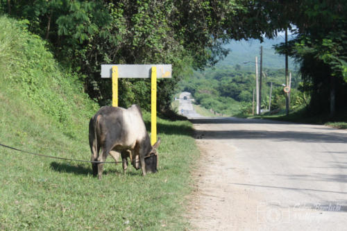 Cuba2015  0942 web