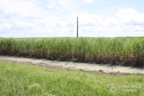 Cuba2015  1016 web
