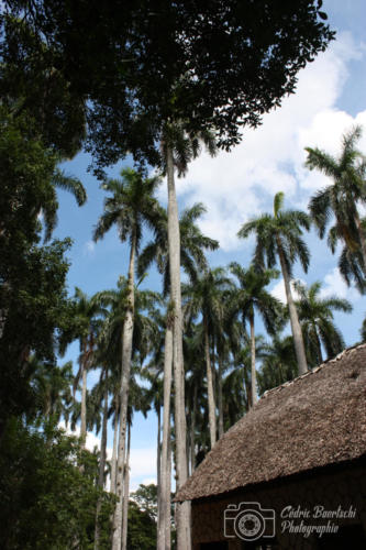 Cuba2015  1025 web