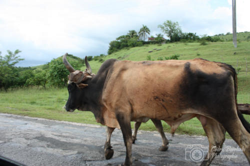 Cuba2015  1126 web