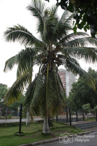 Cuba2015  1342 web