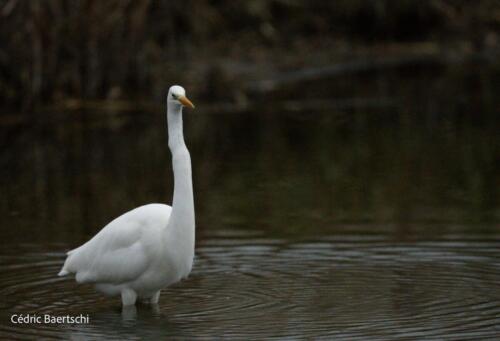 Oiseaux 20211221 001