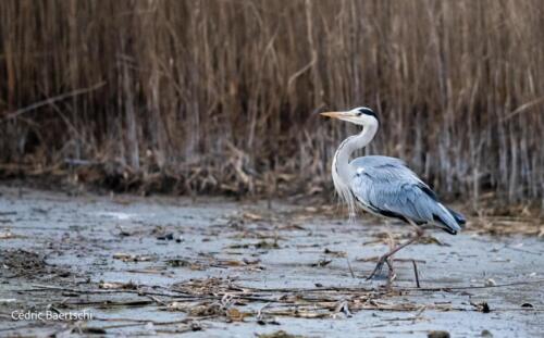 Oiseaux 20211221 002
