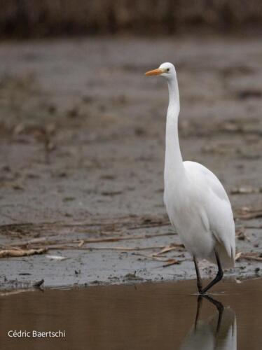 Oiseaux 20211221 011