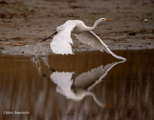 Oiseaux 20211221 013