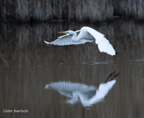 Oiseaux 20211221 027