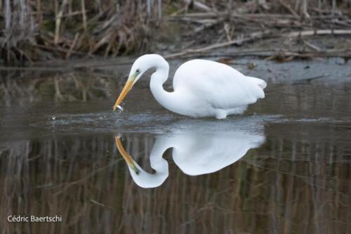 Oiseaux 20211221 038