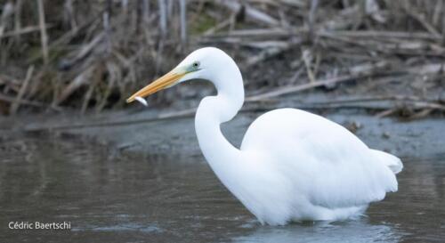 Oiseaux 20211221 039