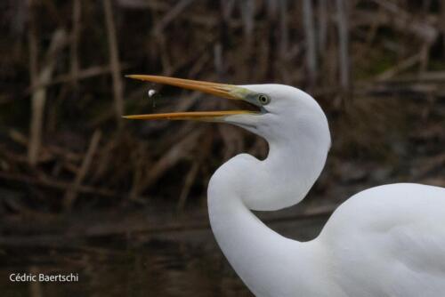 Oiseaux 20211221 040