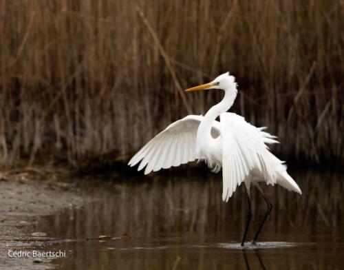 Oiseaux 20211221 051