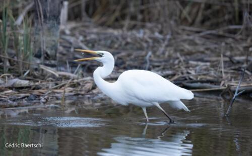 Oiseaux 20211221 053