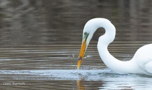 Oiseaux 20211221 097