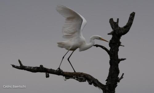 Oiseaux 20211221 113