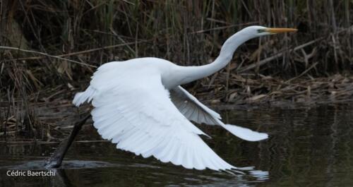 Oiseaux 20211221 114