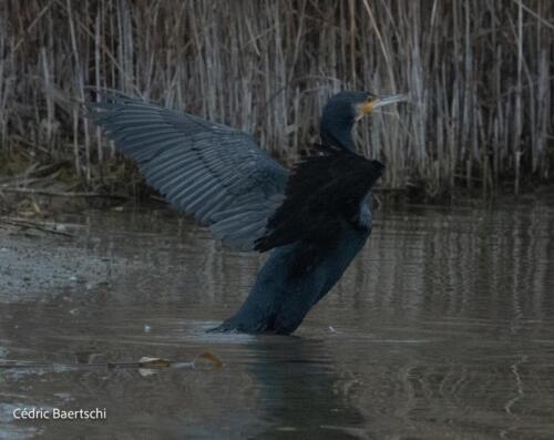 Oiseaux 20211221 141