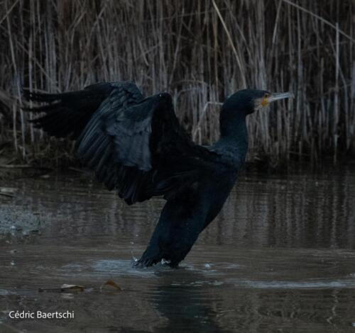 Oiseaux 20211221 143