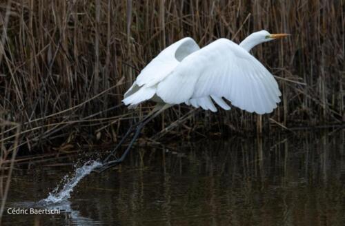 Oiseaux 20211221 158