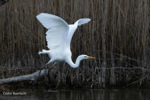 Oiseaux 20211221 161