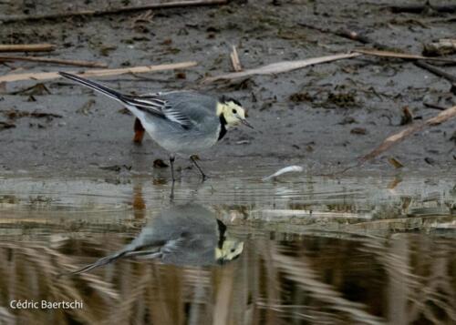 Oiseaux 20211221 170