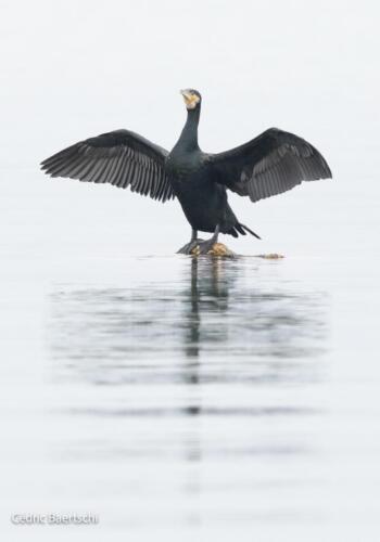 Oiseaux 20211221 181