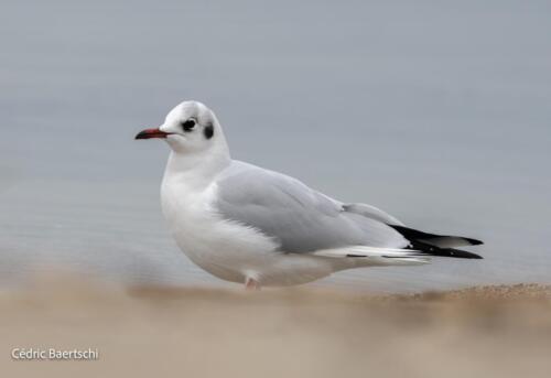 Oiseaux 20211221 231