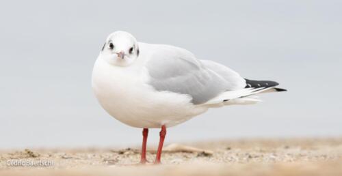 Oiseaux 20211221 233