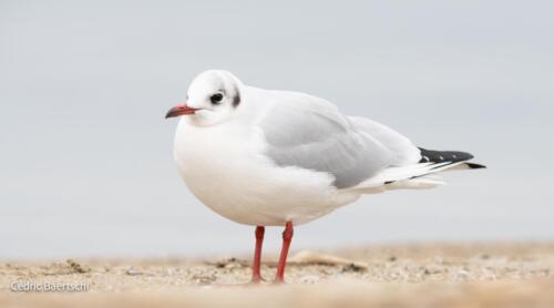 Oiseaux 20211221 234