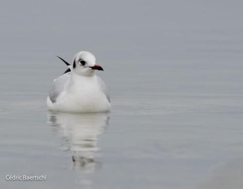 Oiseaux 20211221 241