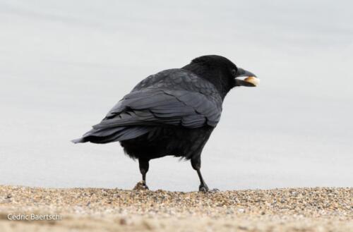 Oiseaux 20211221 259