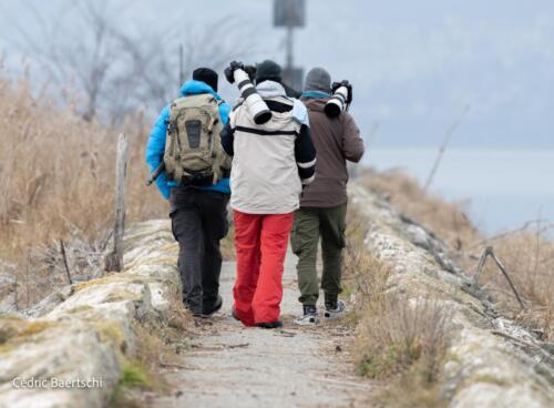 Oiseaux 20211221 283