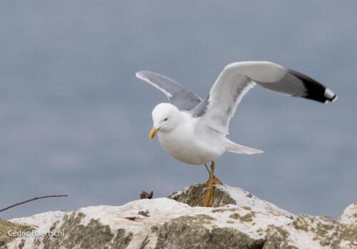 Oiseaux 20211221 285