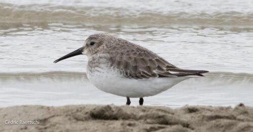 Oiseaux 20211221 305