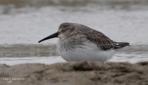 Oiseaux 20211221 323