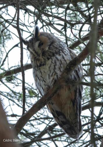 Oiseaux 20211221 340