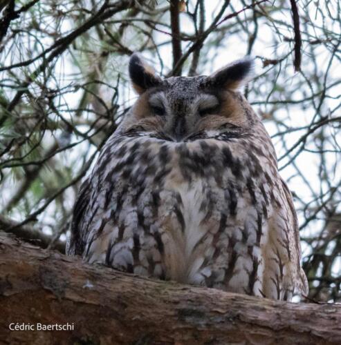 Oiseaux 20211221 346